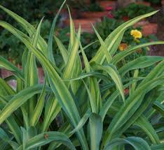 Image result for Beschorneria sp. (Biegel 5357)