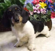 Black And Tan Dapple Longhair Dachshund Long Haired Piebald Dachshund Puppies Zoe Fans Blog Piebald Dachshund Wire Haired Dachshund Dachshund Puppies