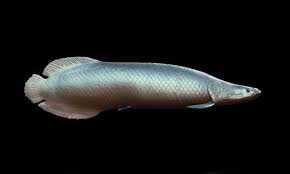 Peixes de água doce do Brasil: Pirarucu (Arapaima gigas) | Cursos a  Distância CPT