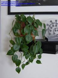 Heart Leaf Philodendron Philodendron Hederaceum Var Oxycardium Heart Leaf Philodendron Philodendron Plant Plants