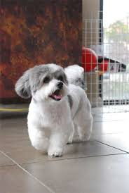 Black Bichon Frise Puppy Pictures Of Maltese Dog Haircuts Black Hairstyle And Haircuts Bichon Frise Dogs Shih Tzu Grooming Havanese Dogs