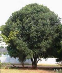 Image result for Rapanea