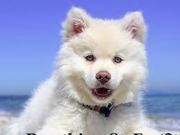 So far, in my area, you will have spent about $300 plus $200 for dental. Why Is My Puppy Breathing So Fast Pethelpful