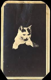 Cat Opaque Background Vintage Cat Cats Tabby Cat