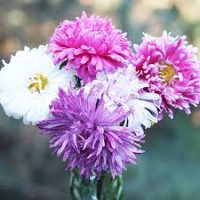 Informations about plants (mature hight, colour Crego Mix China Aster Flower Seed Savers Exchange