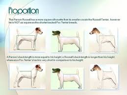 What Is The Difference Between Parson Russell Terrier And Jack Russell Terrier Jack Russell Terrier Jack Russell Parson Russell Terrier