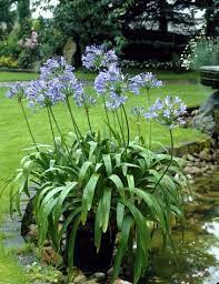 Agapanthus For Your Garden Napa Master Gardener Column Anr Blogs