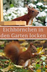 Eichhornchen Im Garten Futtern Garten Garten Design Eichhornchen