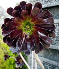 Quelle Plante Grasse Noire Choisir Arbuste En Pot Cactus Et Plantes Succulentes Plantes Grasses