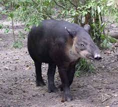 Das wort „tapir stammt aus der. Mittelamerikanischer Tapir Wikipedia