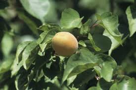 Do Apricots Ripen After Picking Home Guides Sf Gate