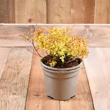Image result for spirea japonica gold princess