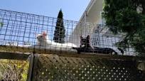 Tour du catio et recommandations