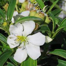 Melastoma Affine Alba White Flowering Native Tibouchina 140mm Burringbar Rainforest Nursery Planting Flowers White Flowers Alba
