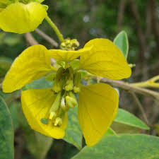 Image result for Senna macranthera