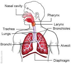Pin On Human System