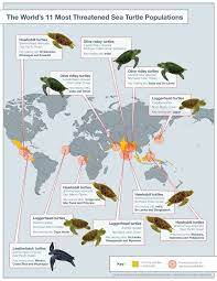 Endangered Turtles Sea Turtle Turtle Conservation Sea Turtle Species