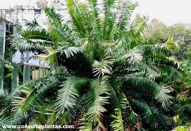 Image result for Encephalartos aplanatus