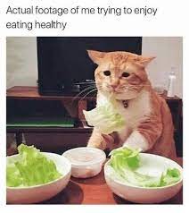 Forty Cat Memes For Weird Cat People Funny Diet Memes Cat Memes Crazy Cats