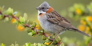 Image result for Passerina montana