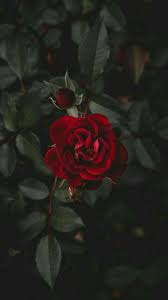 Wallpapers Imagens E Fundos Leituras De Aruom Rosas Vermelhas Escuras Flores Fotografia Rosas Lindas A pngtree oferece mais de rosas vermelhas imagens png e vetoriais, assim como imagens de clipart transparentes e arquivos psd. wallpapers imagens e fundos leituras