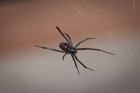 How dangerous are false widow spiders? Black Widows How To Prevent And Eliminate Infestations Aantex