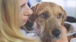 We are the portuguese distributors for applaws , the natural dog food company , burns , dorwest , anglian meats (natures menu) , organipets , the little dog laughed and gwf nutrition. Animal Rescue Algarve Ara