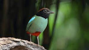 Ciri Khas Burung Paok Hijau Dan Kebiasaan Hidupnya Burung Jalak