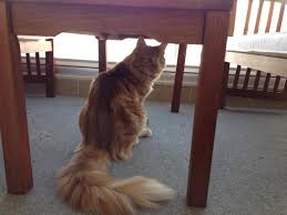 Sincap Yuva Ariyor Animals Cats