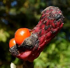 Image result for Massularia acuminata