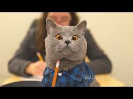 Try Not To Laugh Challenge Funny Cats And Dogs Try Not To Laugh Challenge Funny Cat Amp Dog Vines Compilation 2017 Youtube Funny Cats Funny Animal Videos Animals