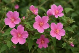 Image result for Pavonia