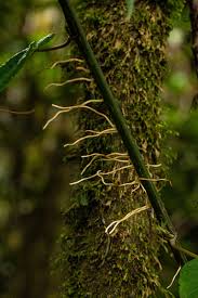 Image result for Scepocarpus hypselodendron