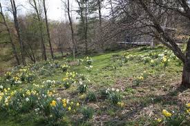 This may mean locating them in beds that don't typically have perennials, between shrubs, at the base of trees, or even within a wooded area that isn't usually considered part of the formal landscape. How To Plan A Spring Bulb Garden