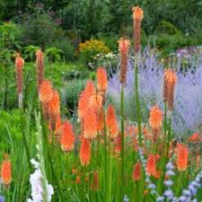 Image result for Kniphofia grantii