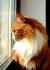 Maine Coon Long Haired Ginger Cat