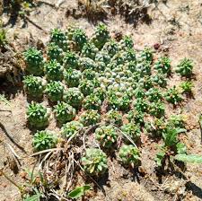 Image result for Euphorbia davyi