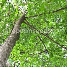 Image result for Citharexylum