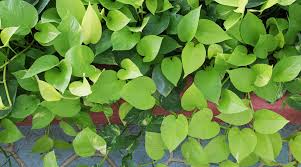 As the vines get longer, lift the longest and cut back almost to the soil, just above a leaf node. Devils Ivy Plant Care House Plants
