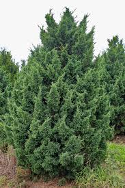 Image result for Juniperus