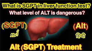 If your liver is damaged, it will release more alt into your blood and levels will rise. What Is Alt Sgpt In Liver Function Test What Level Of Sgpt Is Dangerous Alt Treatmeint Urdu Hindi Youtube