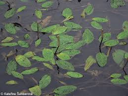 Image result for Potamogeton nodosus