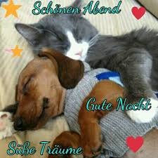 Wähle einfach das gewünschte bild aus der kategorie gute nacht umarmung bilder und klicke auf einen der darunter angezeigten codes. Pin Von Randyri Auf Susse Traume Gute Nacht Susse Tiere Hund Und Katze Tierbilder