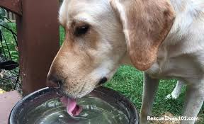 This trick makes sure that your puppy does get some fluids, while he learns to drink enough for himself. 11 Great Ideas On How To Get Your Dog To Drink Water Dog Water Fountain Dogs Dog Water Bowls