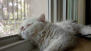 antalya pet otel antalya kedi tatil evi antalya kedi oteli antalya pet otel antalya kedi pansiyonu antalya pet hotel merkez keme kedi evi oteller kedi