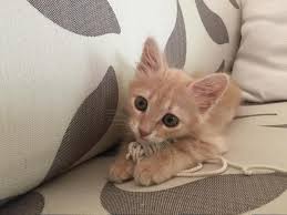 Kedi Sahiplendirme Istanbul Norvec Kedisi Kedi Sahiplendirme