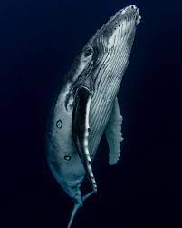 Magical Underwater And Ocean Photography By Scott Wilson Ocean Photography Beautiful Sea Creatures Ocean Animals