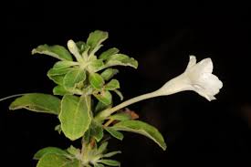 Image result for Barleria lugardii