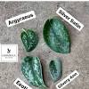 We offer the lowest prices for plants online. 3