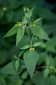 Image result for Sigesbeckia